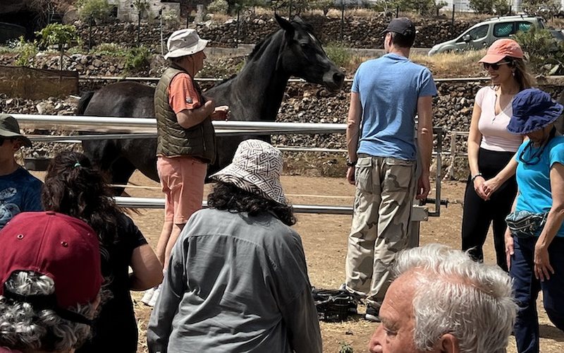 Grupo de visitantes interactuando con caballos en NA Stablos, Arona Sur, Tenerife