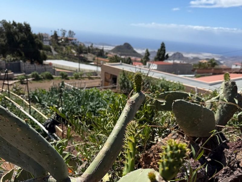 Entorno rural de Arona, Tenerife — sede de Riendas de Esperanza