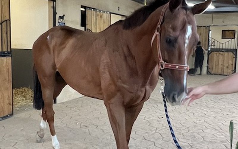 Sesión de equinoterapia con caballos en Arona Sur, Tenerife